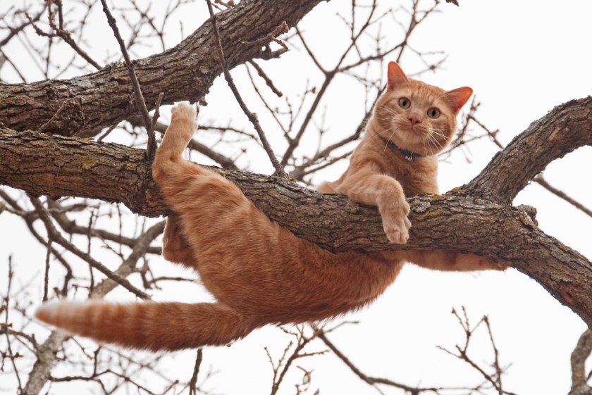 cat hanging from a tree